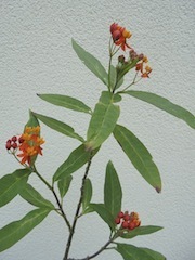 DSC00162.jpg