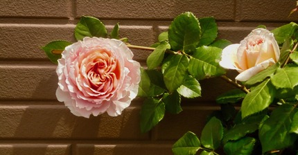 DSC00358.jpg