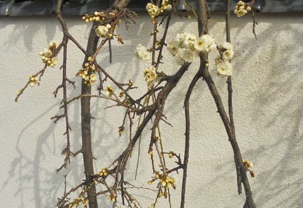 DSC00785.jpg