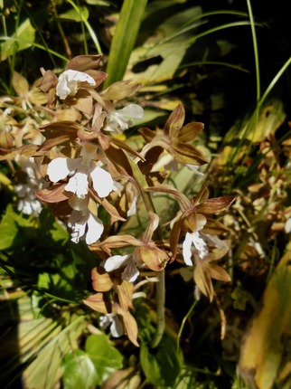 DSC00897.jpg