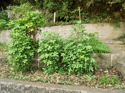 DSC01114.jpeg