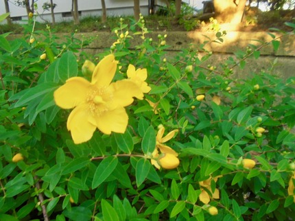 DSC04615.jpg