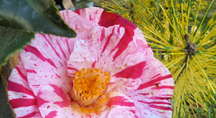 DSC05886.JPG