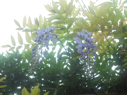DSC09528.jpg