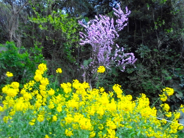DSC00580.JPG