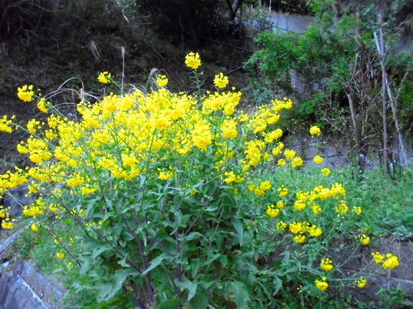 DSC00582.JPG