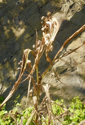 DSC09719.jpg